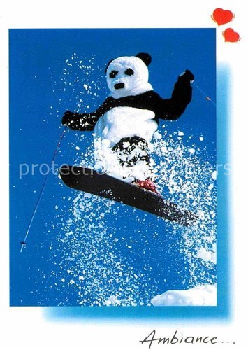 Wintersport monoski pandabaer - wintersport,
