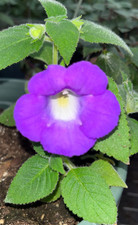 Achimenes mexicana Four
