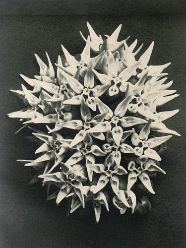 1929 karl blossfeldt druck - 1929,
