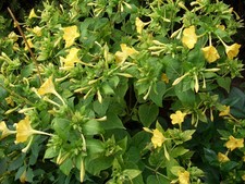 30 Samen Wunderblume Mirabilis