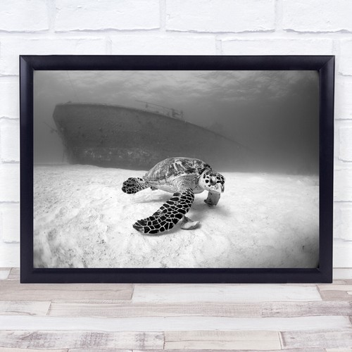 Schildkröte tier tauchen - schildkröte,