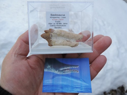 Urwal basilosaurus aus - basilosaurus, sp.