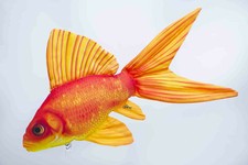 Deko Kissen Gold  Fisch