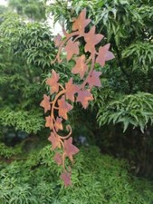 Edelrost Efeuranke zum Hängen