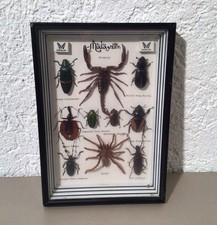 Echte exotische Insekten -