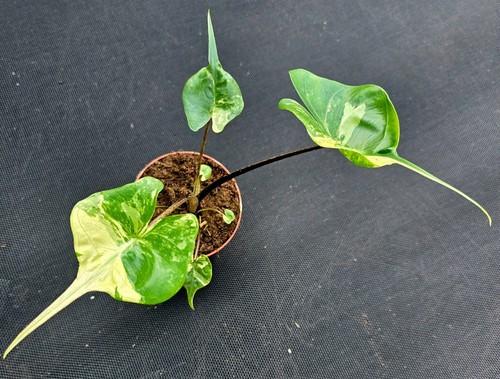 Alocasia stingray variegata - alocasia,