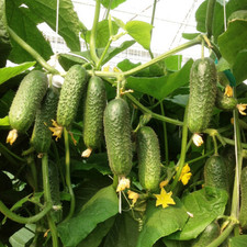 Gurkensamen Kibria F1
