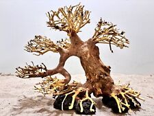 Aquarienwurzel, Bonsai