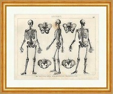 Skelet Becken von vorne hinten Seite Brockhaus Bilder Atlas Anatomie 01 Gerahmt