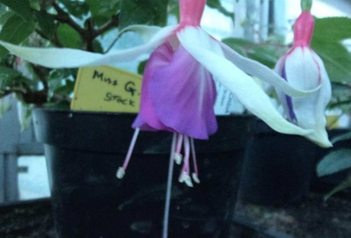 Fuchsien pflanze miss - pflanze, "miss