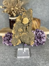 Ammoniten Fossilien, groß