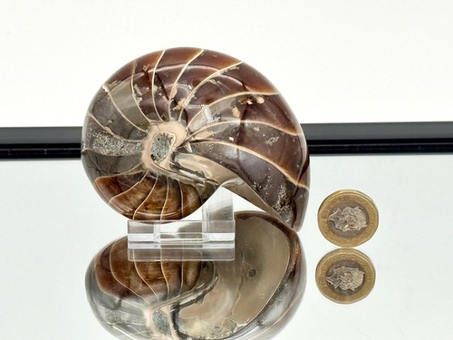 Großes nautilus fossil - nautilus,