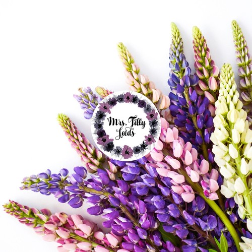 Lupinen staudenlupine russell - lupinen,