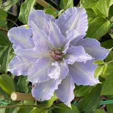Clematis  TRANQUILITE