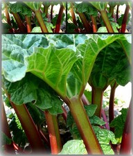 Rhabarber-Pflanze Vierläner