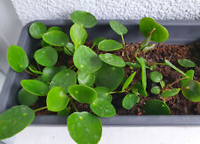 Pilea Peperomioides 3 Ableger - Setzlinge (gut bewurzelt) Glückstaler Geldbaum