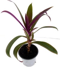 Tradescantia Rhoeo