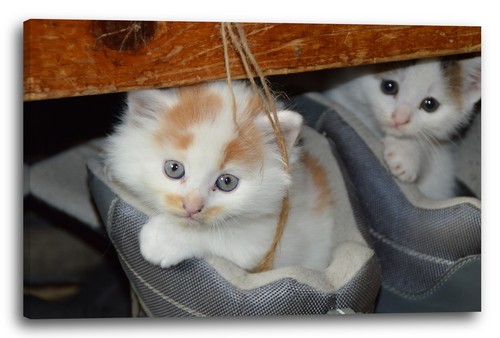 Wandbild katzenbabies - wandbild, im