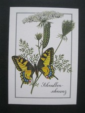 Schmetterling Schwalbenschwanz
