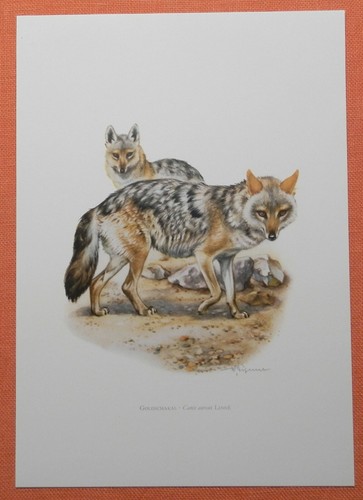 Goldschakal canis aureus - ,