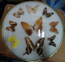 Schmetterlingssammlung