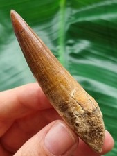 8,0 cm schön erhaltener Zahn des Spinosaurus- Dinosaurier Fossil Zahn