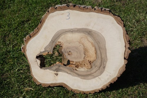 Baumscheibe holzscheibe - baumscheibe,