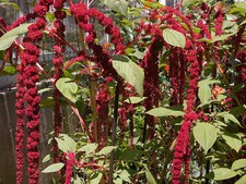 1000+ Samen Amaranthus