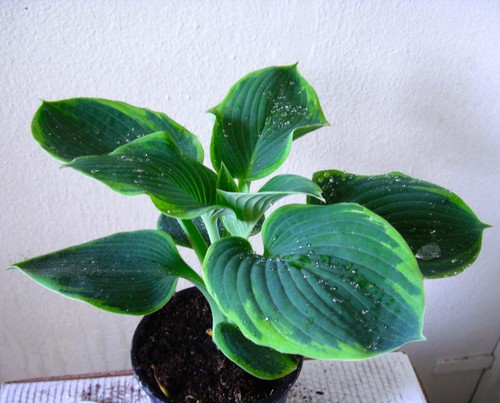 Hosta funkie - @,