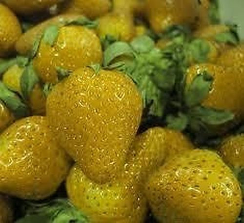 Erdbeeren samen gelbe - erdbeeren,