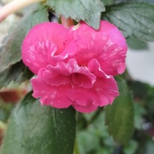 Achimenes "Aurika", 2 Rhizome