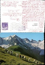 454311,Bergschafe Schafe auf