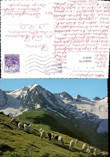 454311 bergschafe schafe auf - 454311,bergschafe,