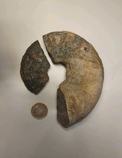 Versteinerte Schnecke Ammonit