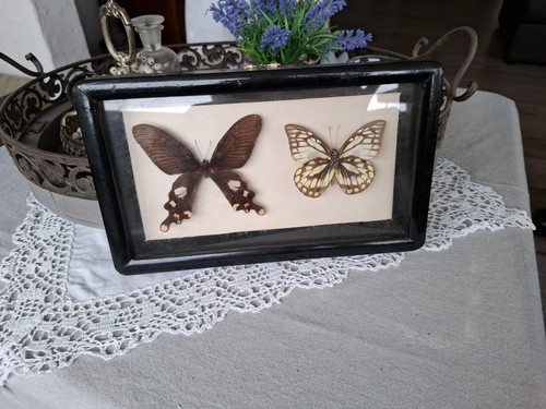 Echte schmetterlinge im - echte,