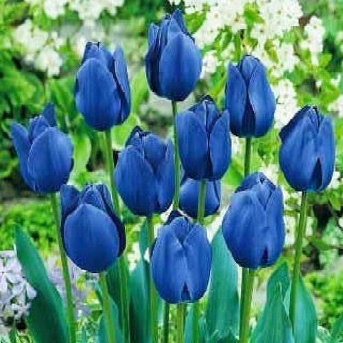 Tulpen tulpenzwiebeln - tulpen,
