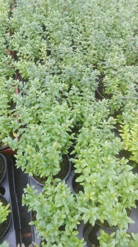 Lonicera nitida maigrün - nitida, `maigrün´