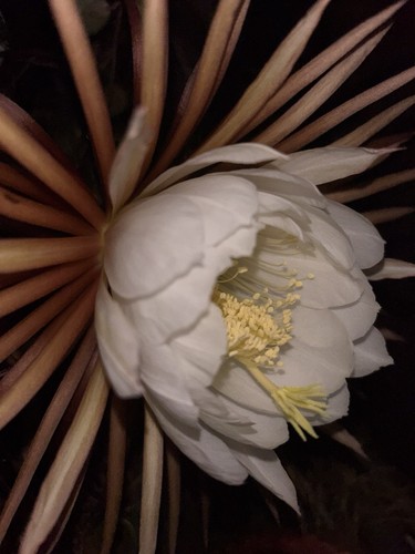 Selenicereus grandiflora - selenicereus,