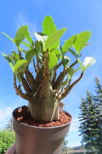 Adenium obesum wüstenrose - adenium,