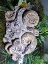 Fossilien, Isle of Sky, Sammlung, Stufe,Ammoniten