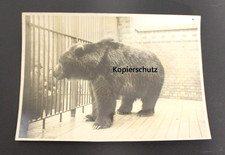 Foto - Berliner Zoo - Pressefoto - Unglück mit Bär 1933 - 13 x 18cm (#2744)