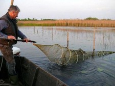 Aal wildfang 1kg steinhuder - ,