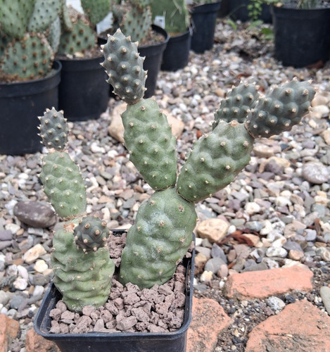 Tephrocactus articulatus
