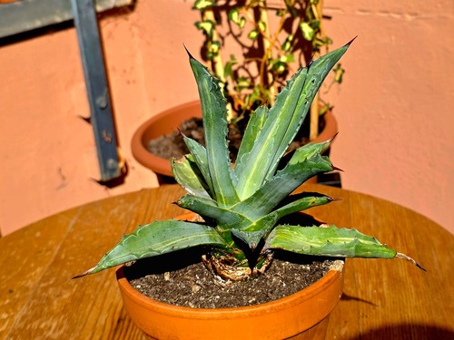 Agave americana mediopicta - agave,