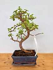 Zimmerbonsai Bonsai Jadebaum