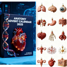 24Tage Anatomie Adventskalender menschliche Organ Ornamente WeihnachtsGeschenke