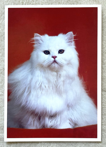 Postkarte katze weiße - ak,