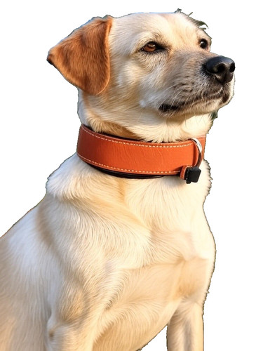 Hundehalsbänder echt leder - hundehalsbänder,