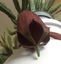 Sukkulente "Stapelia