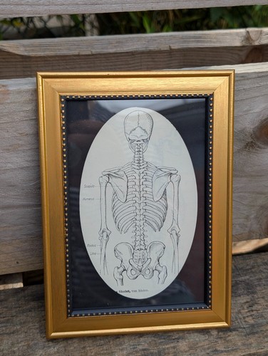 Anatomie skelett illustration - anatomie,